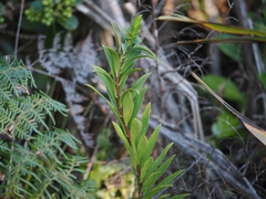 Pimelea longifolia