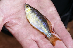 Melanotaenia splendida