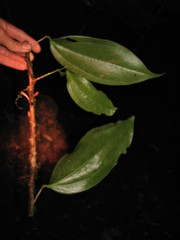 Satyria warszewiczii