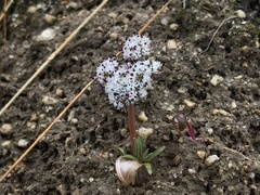 Lomatium linearifolium