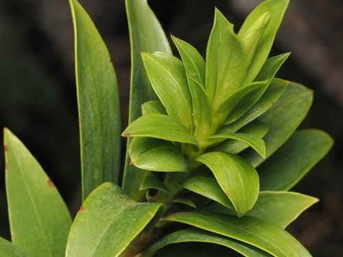 Pimelea longifolia, photograph 1
