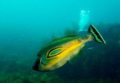 Meuschenia hippocrepis