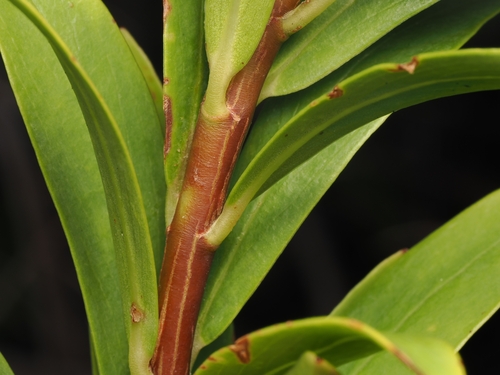 Pimelea longifolia, photograph 2