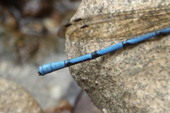 Argia fissa