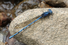 Argia fissa