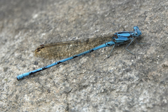 Argia fissa