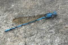 Argia fissa