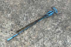 Argia fissa