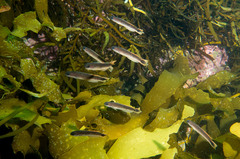 Trachinops caudimaculatus