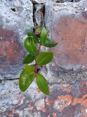 Metrosideros robusta