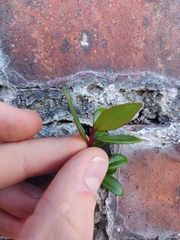 Metrosideros robusta