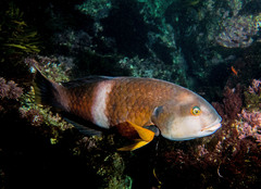 Notolabrus tetricus