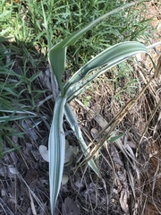 Arundo donax versicolor