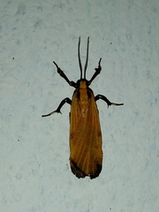 Lycomorphodes sordida
