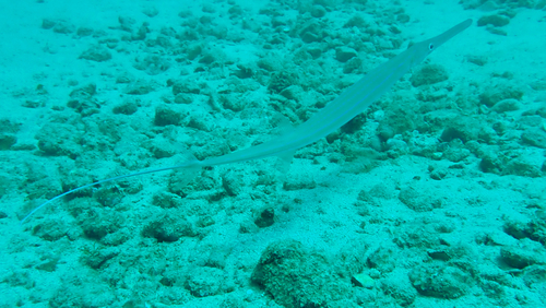 Fistularia commersonii