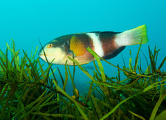 Notolabrus tetricus