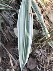 Arundo donax versicolor