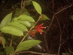 Satyria warszewiczii