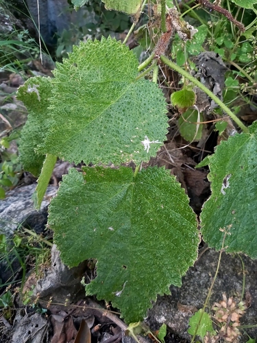 Obetia tenax