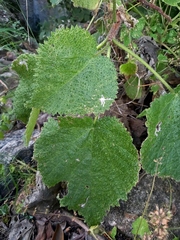 Obetia tenax