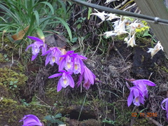 Pleione praecox
