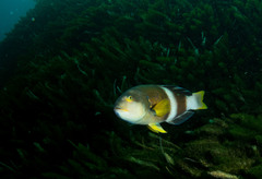 Notolabrus tetricus
