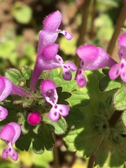 Lamium amplexicaule