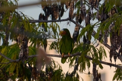 Amazona xantholora
