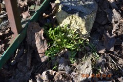 Taraxacum officinale