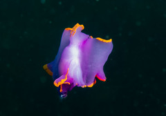 Sagaminopteron ornatum