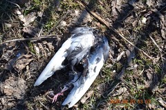 Columba livia domestica