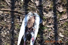 Columba livia domestica
