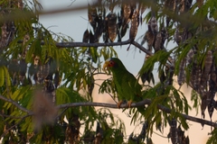 Amazona xantholora