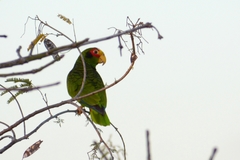 Amazona xantholora