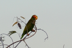 Amazona xantholora