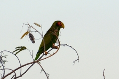 Amazona xantholora