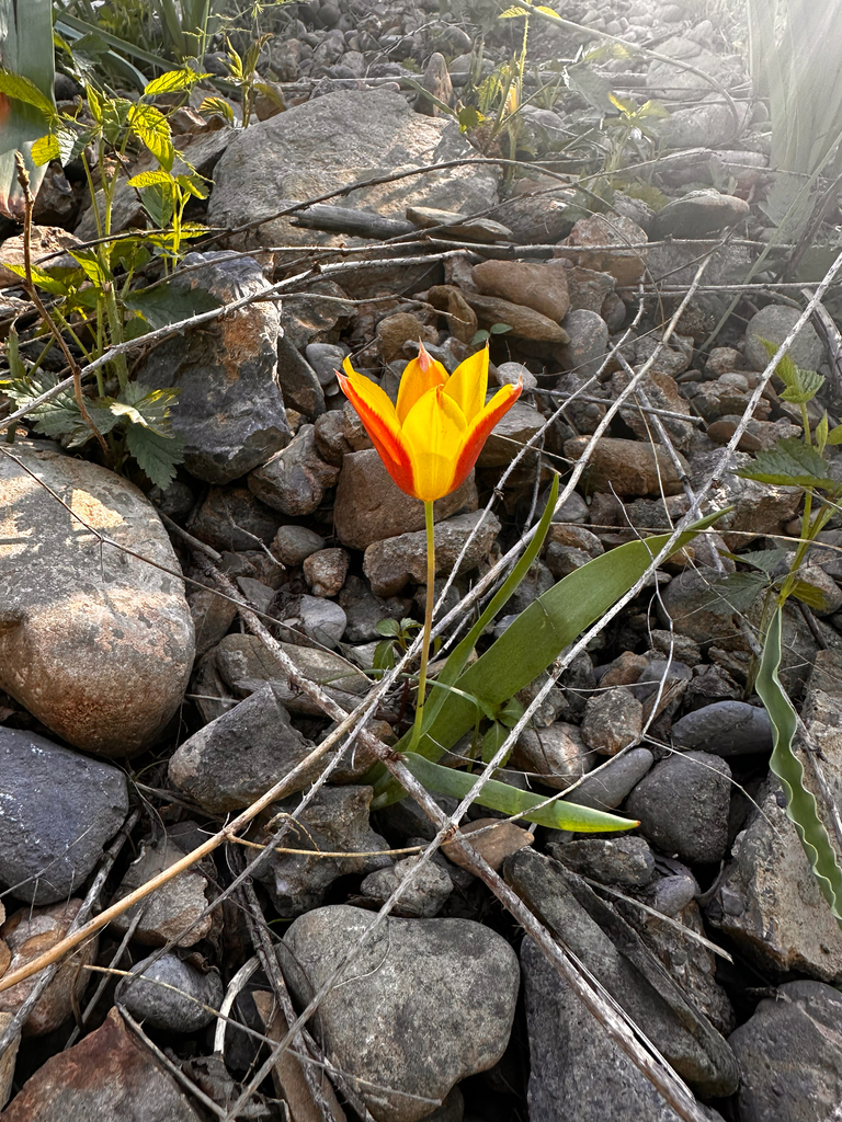 Tulipa zonneveldii