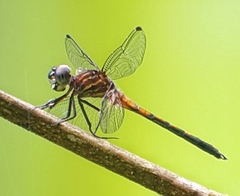 Cannaphila