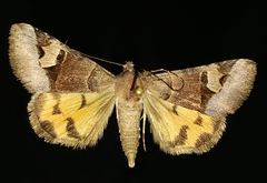 Drasteria perplexa