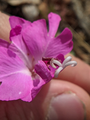 Clarkia breweri