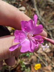 Clarkia breweri