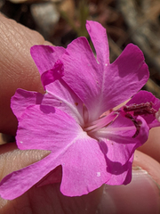Clarkia breweri