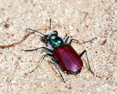 Cicindela scutellaris scutellaris