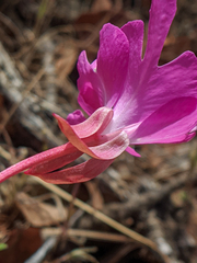Clarkia breweri