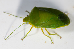 Glaucias
