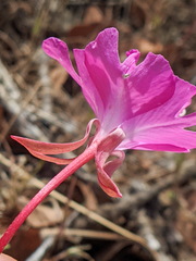 Clarkia breweri