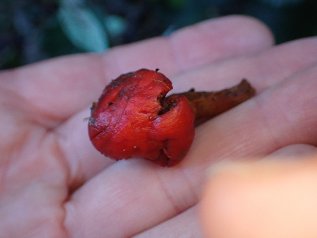 Leratiomyces erythrocephalus · April 2026 · photo: © naturewatchwidow (iNaturalist, cc-by)