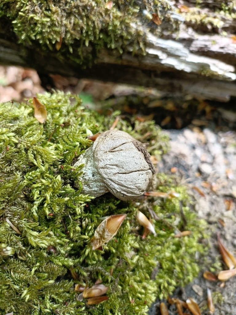 Apioperdon pyriforme · April 2026 · photo: © fredegarius (iNaturalist, cc-by)