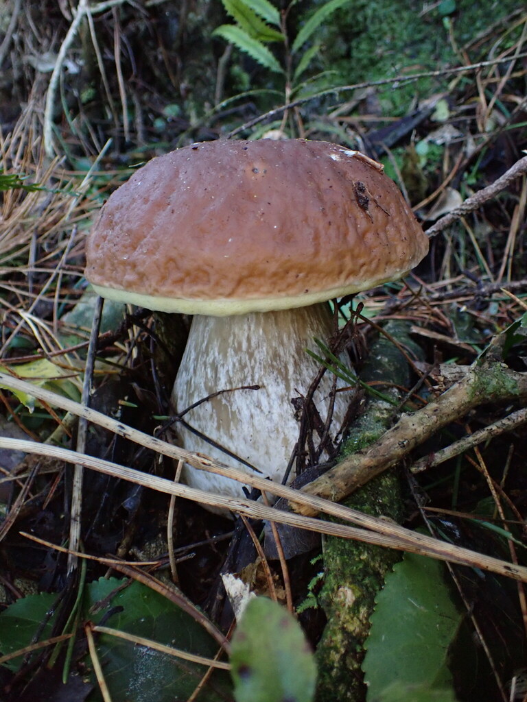 Boletus edulis · April 2026 · photo: © naturewatchwidow (iNaturalist, cc-by)