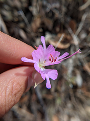 Clarkia breweri
